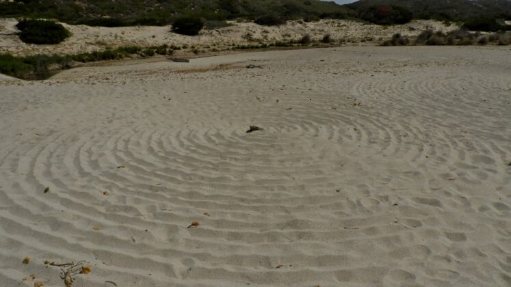 DSCN7710-747x420 Aggiornamento: Il mistero dei cerchi nella sabbia.
