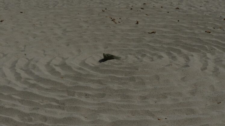 DSCN7711-747x420 Aggiornamento: Il mistero dei cerchi nella sabbia.